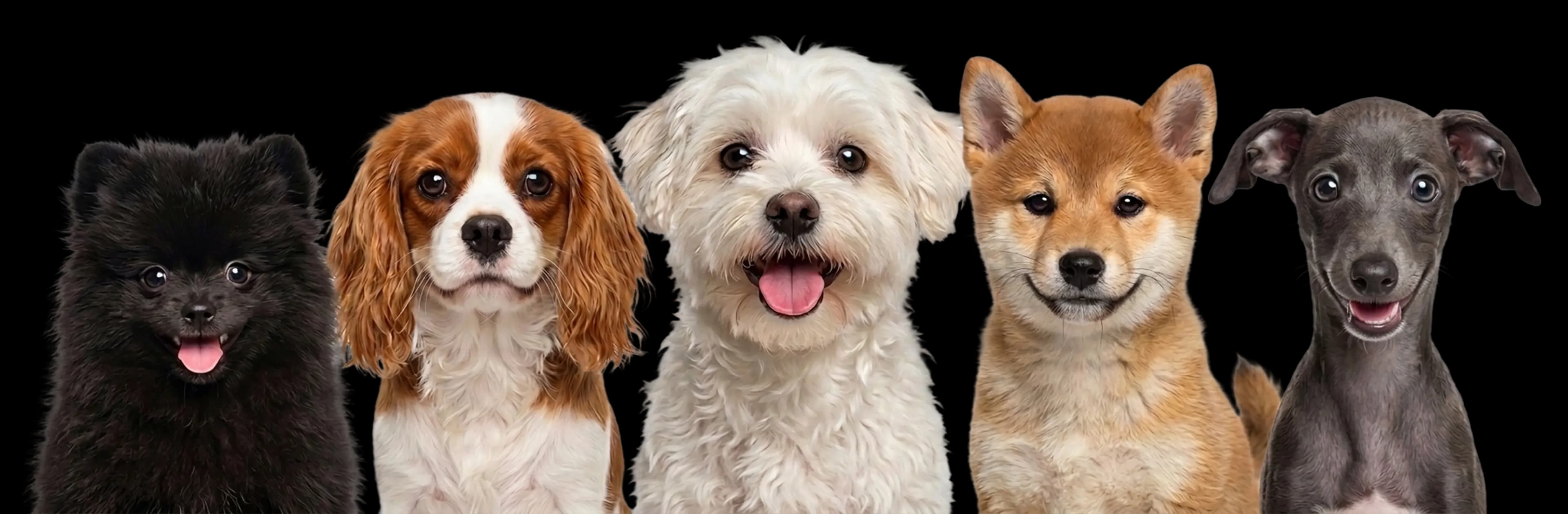 Dogs illustration